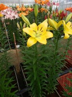 [5098 Malesco VWS No02.JPG]